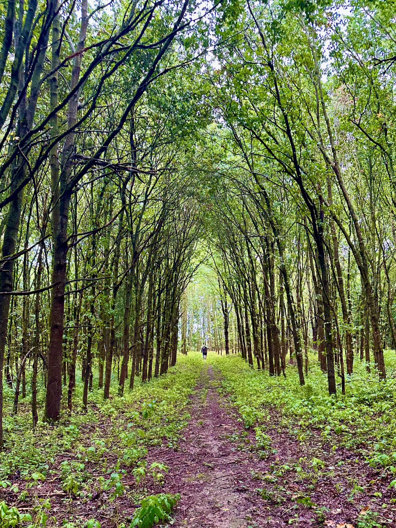 Jamel rockt den Förster 2026 Waldweg